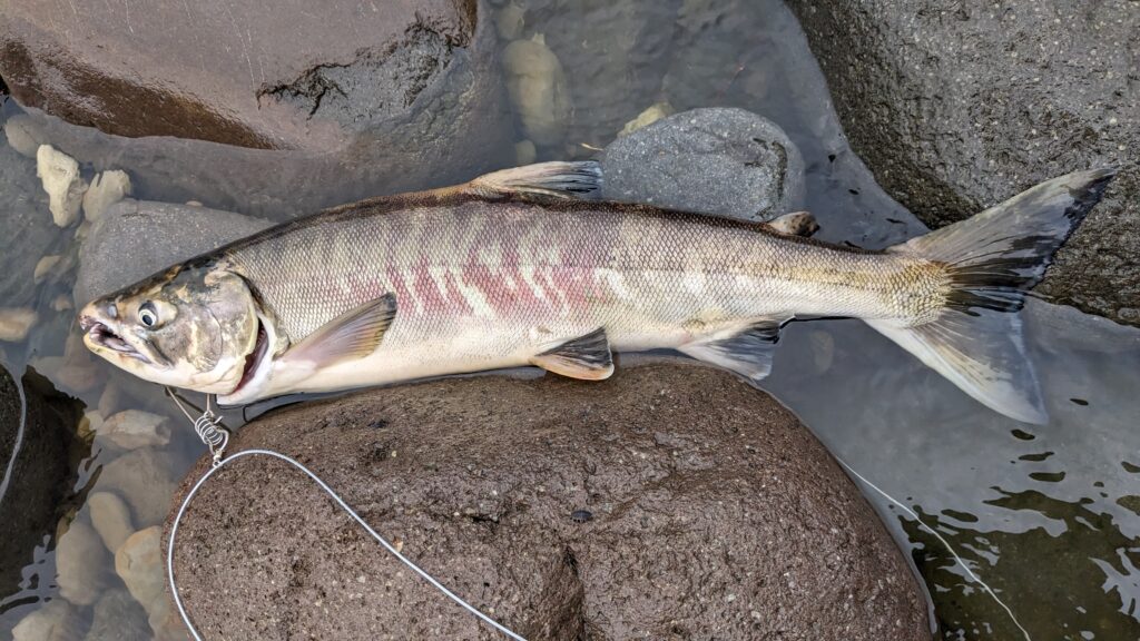 北海道 知床産 活!!サケ 鮭 アキアジ 白鮭 メス 1本 新鮮 イクラ 筋子 鍋 焼き物 北海道知床産 天然白鮭片身約1kg 切身 秋鮭 甘口 通販 人気